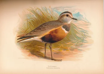 Mornellregenpfeifer Eudromias morinellus, 1900