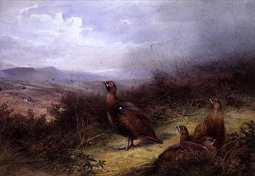 Moorhühner in den schottischen Highlands