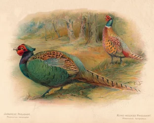 Japanischer Fasan Phasaianus versicolor, Ringfasan Phasaianus torquatus, 1900, 190