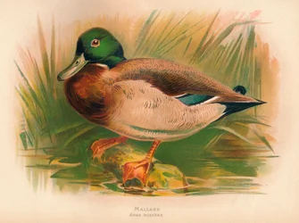 Stockente Anas boschas, 1900