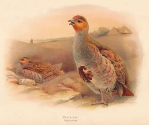 Rebhuhn Perdix cinerea, 1900