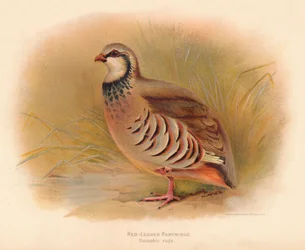 Rothuhn (Caccabus rufa), 1900