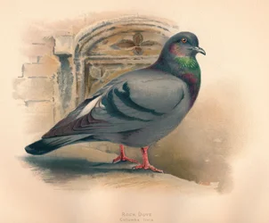 Felsentaube Columba livia, ca. 1900