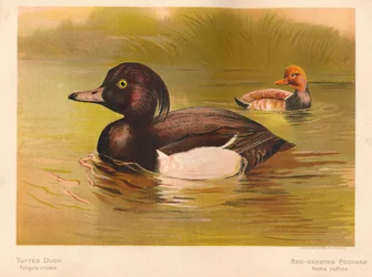 Reiherente Fuligata cristata, Kolbenente Netta rufina, 1900