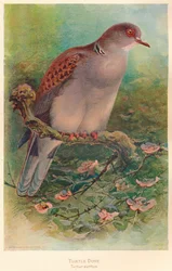 Turteltaube Turtur auritus, 1900