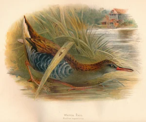 Wasserralle Rallus aquaticus, 1900, 1900