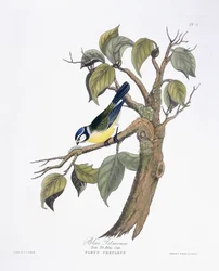 Blaumeise
