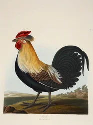 Hahn, Phasianus, veröffentlicht 1835, handkolorierte Gravur