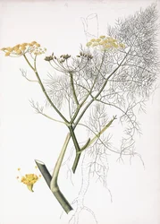 Eine botanische Studie, 1822-1845