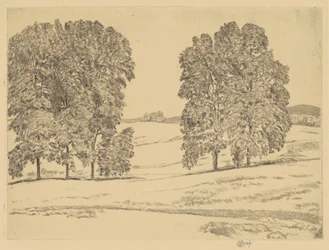 Hickories in einem Heufeld