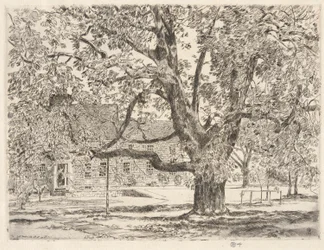 Der große Rosskastanienbaum, Easthampton