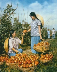 Chinesische Lebensmittelproduktion: reife Tomaten