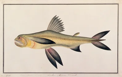 Bombay-Ente, aus Zeichnungen von Fischen von Malakka, ca. 1805-18