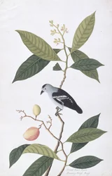 Booah Nawa Hawa, aus Zeichnungen von Vögeln aus Malakka, ca. 1805-18