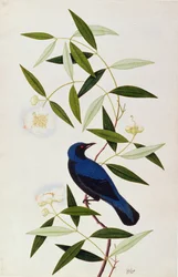 Boorah Farleeh, aus Zeichnungen von Vögeln aus Malakka, ca. 1805-18
