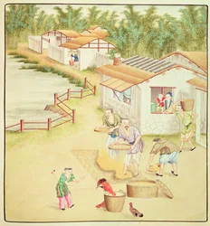 Chinesische Bauern beim Reissieben