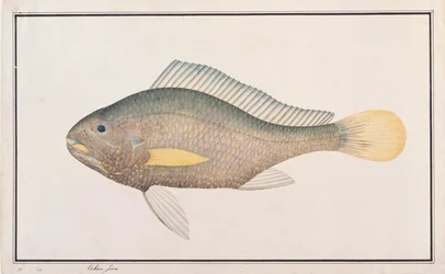 Croaker, aus Zeichnungen von Fischen aus Malakka, ca. 1805-18