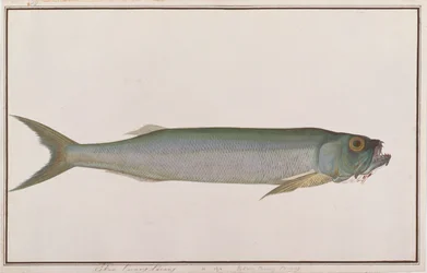 Dorab-Wolfshering, aus Zeichnungen von Fischen von Malakka, ca. 1805-18