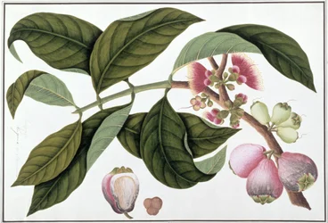 Eugenia oder Jamboo Teloie poote, aus Zeichnungen von Pflanzen aus Malakka, ca. 1805-18