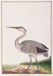 Graureiher, aus Zeichnungen von Vögeln aus Malakka, ca. 1805-18