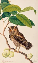 Jambooai-eri Pootih, Boorong Ketamboo Ketampin, aus Zeichnungen von Vögeln aus Malakka, ca. 1805-18