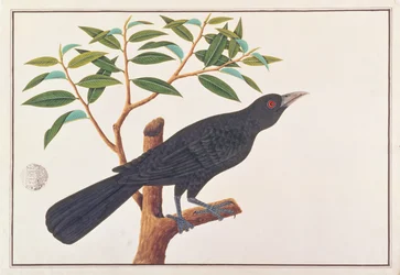 Koel, aus Zeichnungen von Vögeln aus Malakka, ca. 1805-18