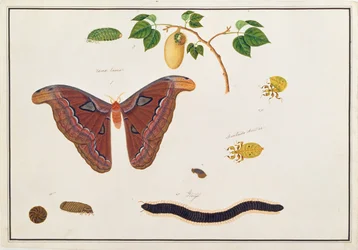 Sechs Arthropoden, aus Zeichnungen von Tieren, Insekten und Reptilien aus Malakka, ca. 1805-18