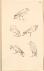 Krähen