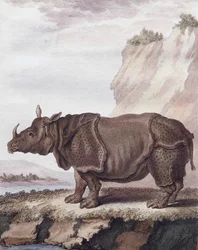 Nashorn (Gravur)