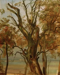 Baumstudie im Herbst (Elbufer bei Dresden)