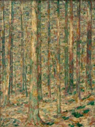 Kiefernstämme im Sonnenlicht