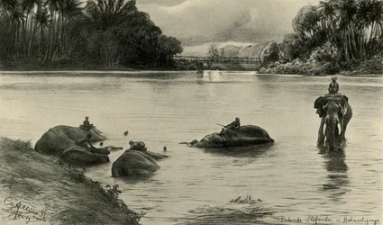 Elefanten baden im Mahaweli-Fluss, Ceylon, 1898