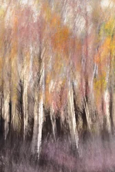 Herbstliche Birkenabstraktion