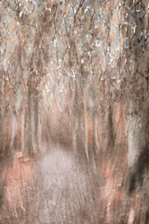 Herbstwaldweg