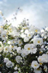 Blühende weiße Rosen