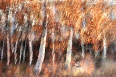 Verschwommene Herbstbirken
