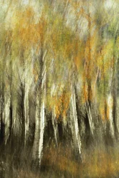 Verschwommene Herbstbirken