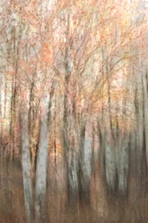 Verschwommener Herbstwald