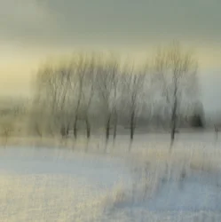 Verschwommene Winterbäume