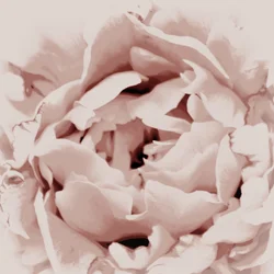 Rosa Pfingstrose