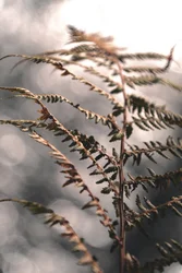 Zarte Herbstfarn