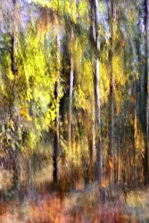 Träumender Herbstwald