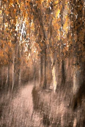 Träumiger Herbstwaldweg