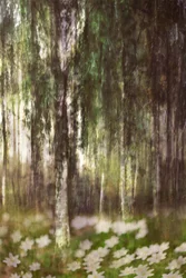 Träumender Birkenwald