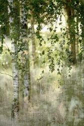 Träumerischer Birkenwald