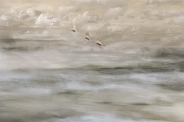 Träumerische Vögel über Wasser