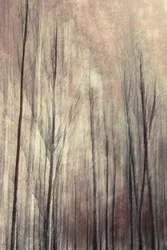 Träumerische Wald Bäume