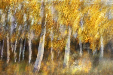 Träumender goldener Wald