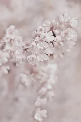 Träumende Rosa Blüten