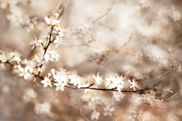 Träumige Weiße Blüten